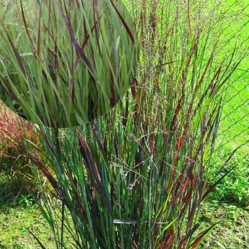 Panicum virgatum 'Heiliger Hain' - Vitshirss 'Heiliger Hain' P9/0,55L  